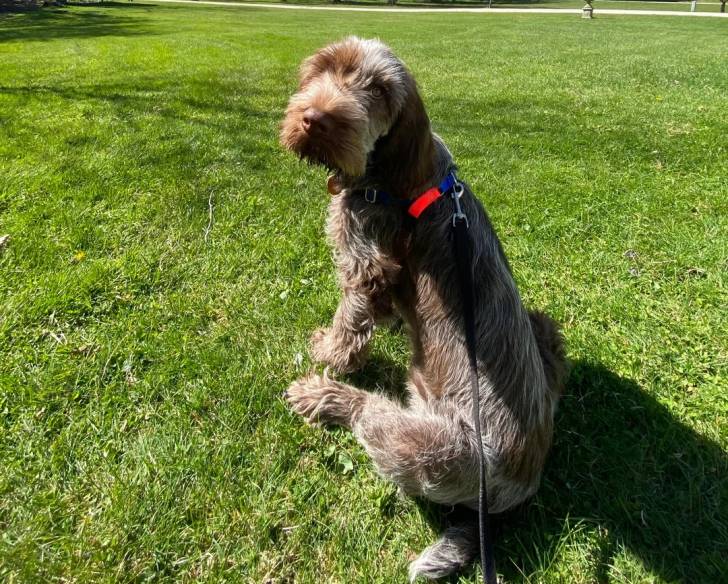 Un Spinone Italiano assis sur une surface gazonnée et qui est tenu en laisse 