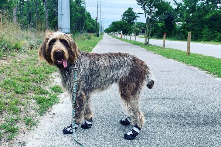 Un Spinone Italiano ayant la langue pendante et qui est tenu en laisse