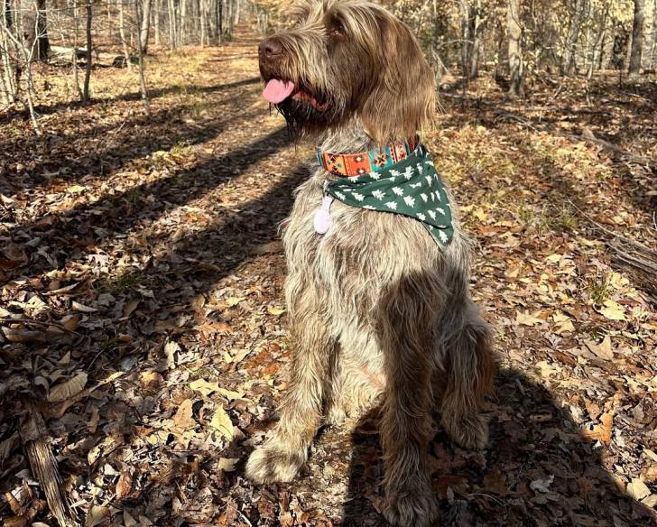 Un Spinone Italiano assis sur un sol jonchés de feuilles mortes et portant un collier autour du cou
