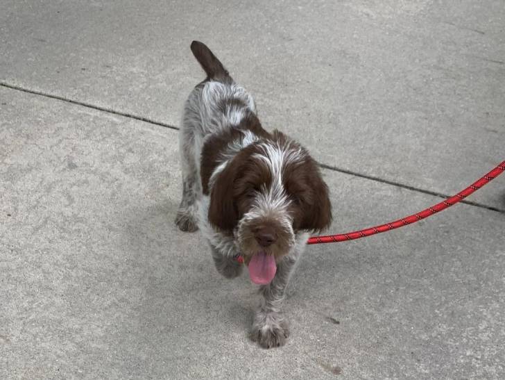 Un Spinone Italiano ayant la langue pendante et qui est tenu en laisse