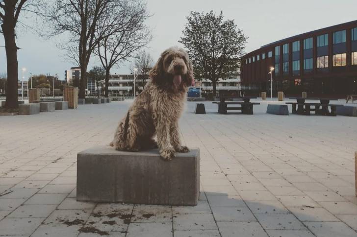 Un Spinone Italiano assis sur une surface bétonnée et ayant la langue pendante 