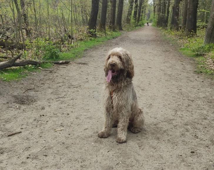 Un Spinone Italiano assis sur une surface sableuse et ayant la langue pendante 