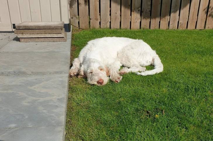 Un Spinone Italiano allongé sur une surface gazonnée et semblant détendu