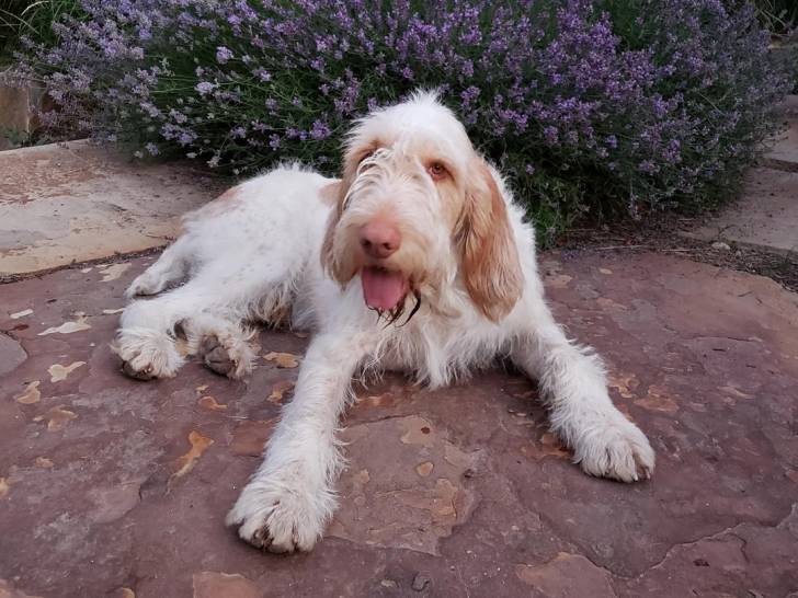 Un Spinone Italiano allongé et ayant la langue pendante 