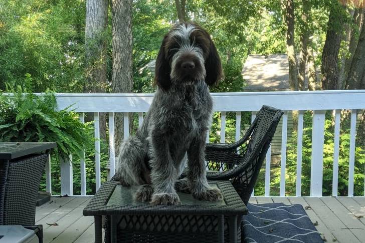 Un Spinone Italiano assis sur une table et semblant détendu 
