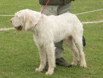Photo Spinone Italiano