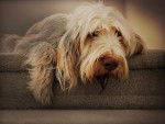 Gabby - Spinone Italiano Mâle