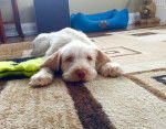 Gabby - Spinone Italiano Mâle