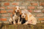 Photo Spinone Italiano