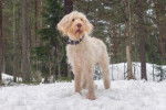 Photo Spinone Italiano