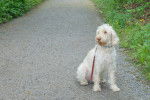 Photo Spinone Italiano
