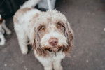 Photo Spinone Italiano