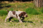 Photo Spinone Italiano