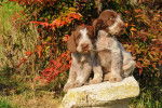 Photo Spinone Italiano