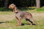 Photo Spinone Italiano