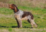 Photo Spinone Italiano