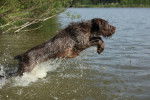 Photo Spinone Italiano