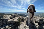 Un Spinone Italiano sur une montagne et qui est tenu en laisse 