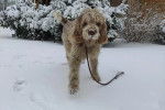 Un Spinone Italiano sur une surface enneigée et qui est tenu en laisse 