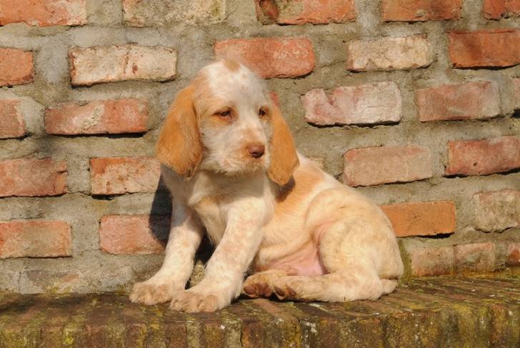 Photo Spinone Italiano