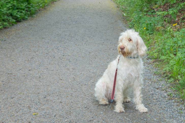 Photo Spinone Italiano