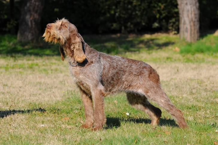 Photo Spinone Italiano