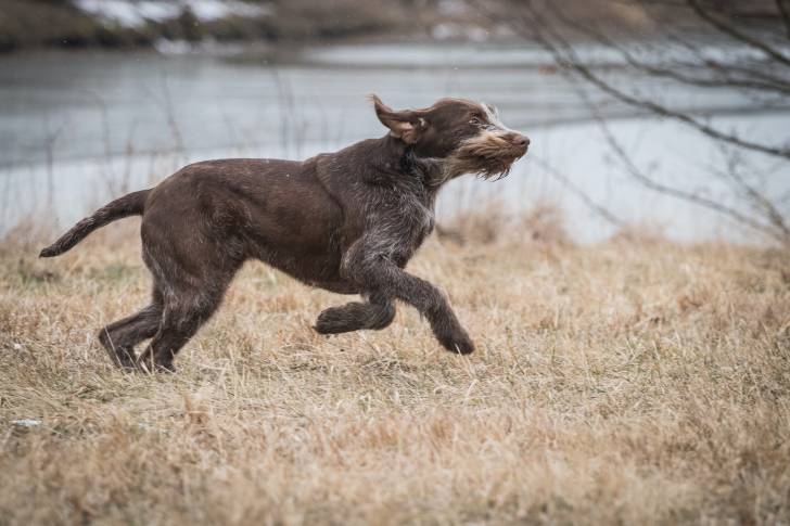 Photo Spinone Italiano