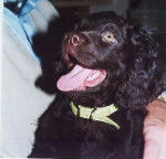 Chief - Épagneul d'Eau Américain Mâle