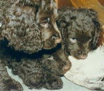 Photo Épagneul d'Eau Américain