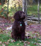 Photo Épagneul d'Eau Américain