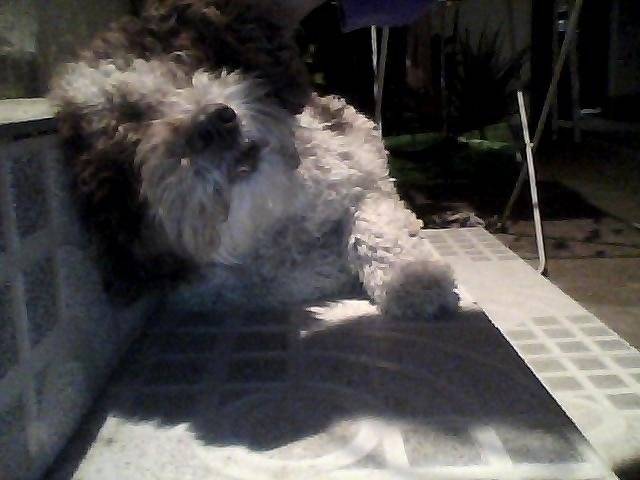 Luni - Épagneul d'Eau Américain Femelle (1 an)