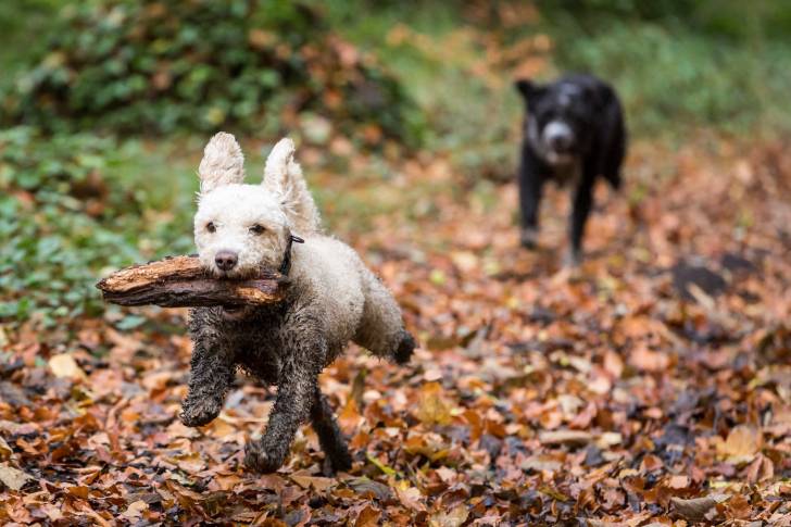 Photo Chien d'Eau Espagnol