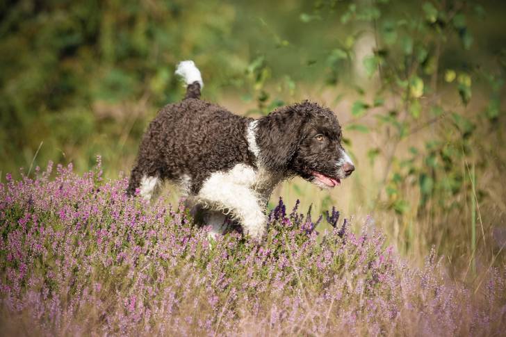 Photo Chien d'Eau Espagnol