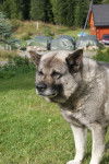 Photo Chien d'&Eacute;lan Norv&eacute;gien Gris