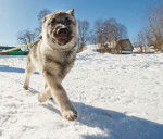 Photo Chien d'&Eacute;lan Norv&eacute;gien Gris