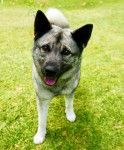 Photo Chien d'&Eacute;lan Norv&eacute;gien Gris