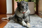Un Chien d'&Eacute;lan Norv&eacute;gien Gris allong&eacute; sur un tapis et portant un collier autour du cou