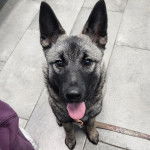 Un Chien d'&Eacute;lan Norv&eacute;gien Gris tirant la langue et qui est tenu en laisse