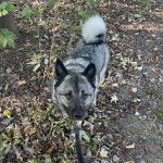 Un Chien d'&Eacute;lan Norv&eacute;gien Gris sur un sol jonch&eacute;s de feuilles mortes et qui est tenu en laisse 