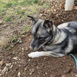 Un Chien d'&Eacute;lan Norv&eacute;gien Gris allong&eacute; sur une surface sableuse et qui est tenu en laisse 
