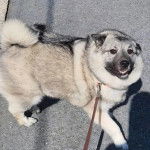 Un Chien d'&Eacute;lan Norv&eacute;gien Gris regardant vers la cam&eacute;ra et qui est tenu en laisse 