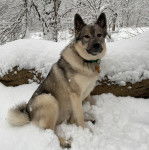 Un Chien d'&Eacute;lan Norv&eacute;gien Gris assis sur une surface enneig&eacute;e 