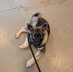 Un Chien d'&Eacute;lan Norv&eacute;gien Gris allong&eacute; sur une surface b&eacute;tonn&eacute;e et qui est tenu en laisse 