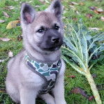 Un chiot Chien d'&Eacute;lan Norv&eacute;gien Gris assis sur un terrain herbeux et portant un harnais 