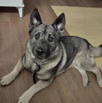 Un Chien d'&Eacute;lan Norv&eacute;gien Gris allong&eacute; sur un plancher et portant un collier autour du cou