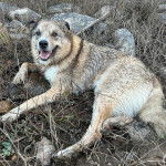 Un Chien d'&Eacute;lan Norv&eacute;gien Gris allong&eacute; sur un terrain herbeux et ayant la gueule ouverte