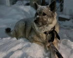 Un Chien d'&Eacute;lan Norv&eacute;gien Gris allong&eacute; sur une surface enneig&eacute;e et qui est tenu en laisse 