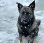 Un Chien d'&Eacute;lan Norv&eacute;gien Gris sur une surface enneig&eacute;e et regardant vers la cam&eacute;ra 