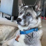 Un Chien d'&Eacute;lan Norv&eacute;gien Gris allong&eacute; sur une moquette et portant un collier autour du cou