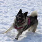 Un Chien d'&Eacute;lan Norv&eacute;gien Gris courant sur une surface enneig&eacute;e et portant un harnais 